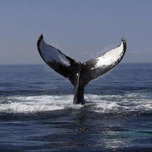 美女脱👙给我揉🐻口
